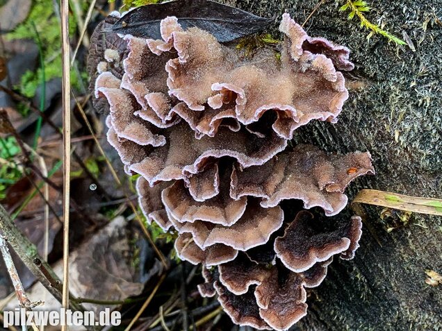 Violetter Knorpelschichtpilz, Chondrostereum purpureum