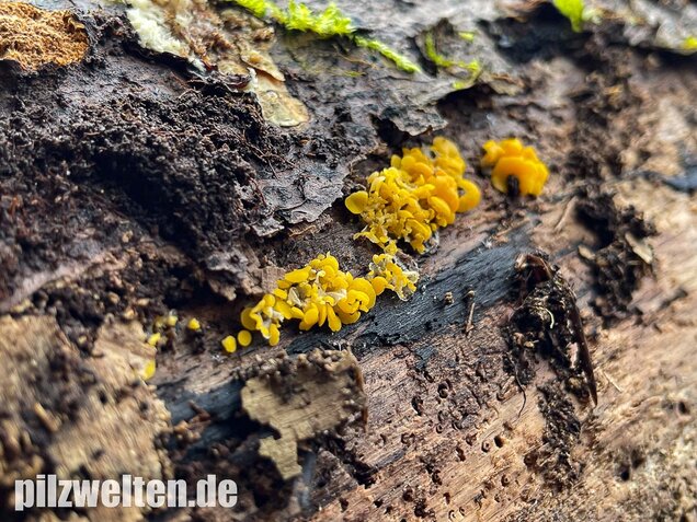 Weiden-Stängelbecherchen, Hymenoscyphus conscriptus
