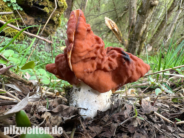 Zipfellorchel, Discina fastigiata