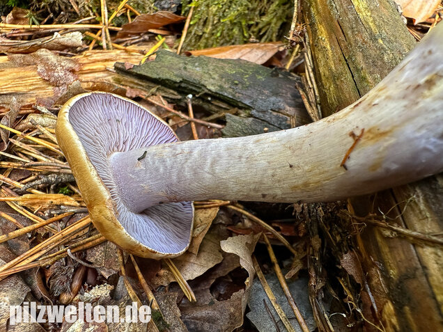 Zyanblättriger Klumpfuß, Cyanblättriger Klumpfuss, Thaxterogaster fulvo-ochrascens
