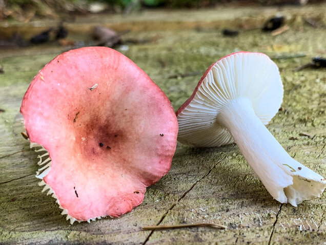 Birkenspeitäubling, Russula betularum