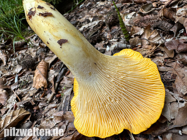 Blasser Pfifferling, Laubwaldpfifferling, Cantharellus pallens