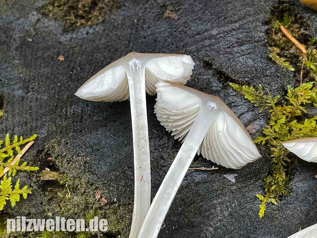 Buchenwald-Wasserfuß, Hydropus subalpinus