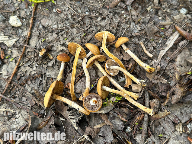 Frühlings-Glockenschüppling, Conocybe aporos
