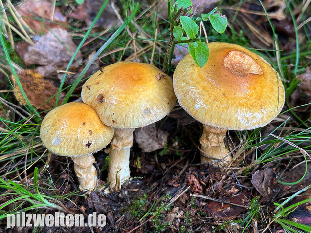Gelbgestiefelter Schleimkopf, Phlegmacium triumphans
