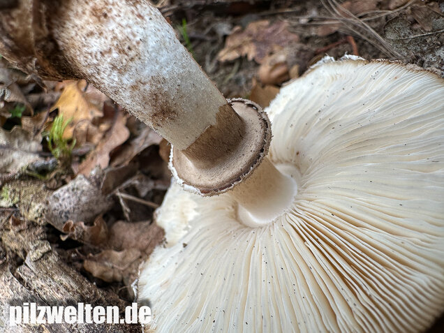 Gerandetknolliger Safranschirmling, Chlorophyllum brunneum