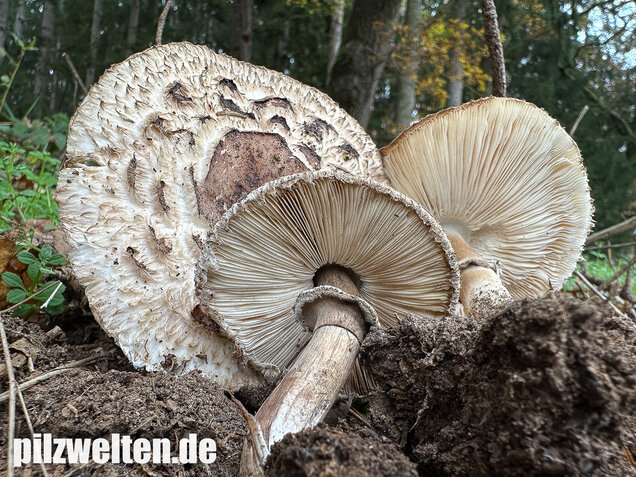 Gerandetknolliger Safranschirmling, Chlorophyllum brunneum
