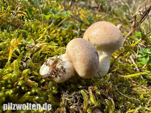 Grauer Stäubling, Trockenrasenstäubling, Lycoperdiscus lividus
