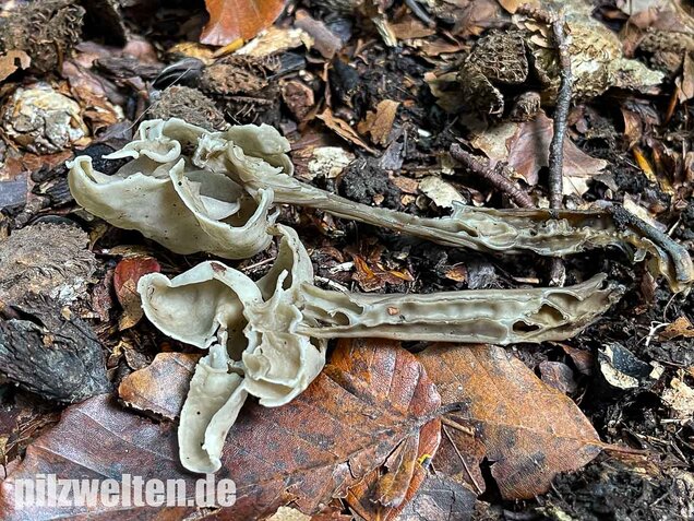 Grubenlorchel, Helvella lacunosa