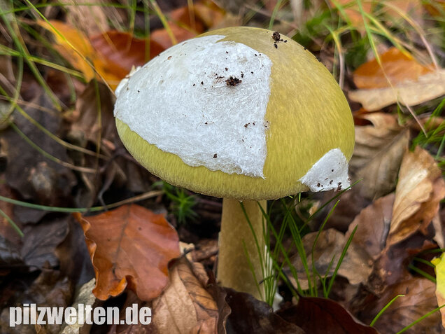 Grüner Knollenblätterpilz, Amanita phalloides