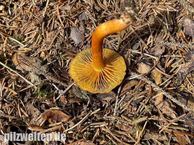 Kupferroter Hautkopf, Cortinarius uliginosus