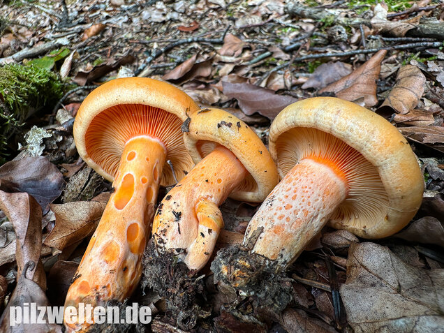Lachsreizker, Lactarius salmonicolor