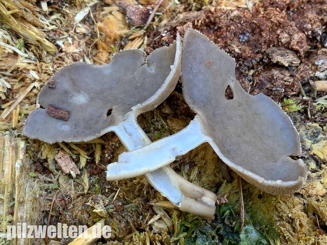 Langstielige Becherlorchel, Helvella macropus