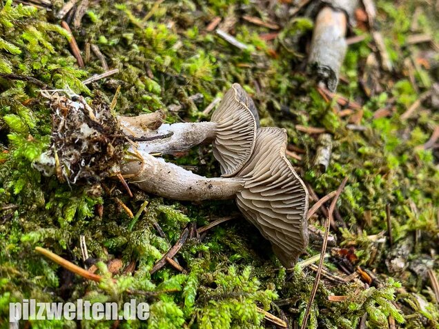 Grauer Mehltrichterling, Clitocybe ditopa