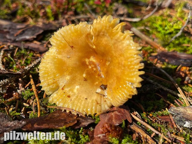 Milder Wachstäubling, Mädchentäubling, Russula puellaris