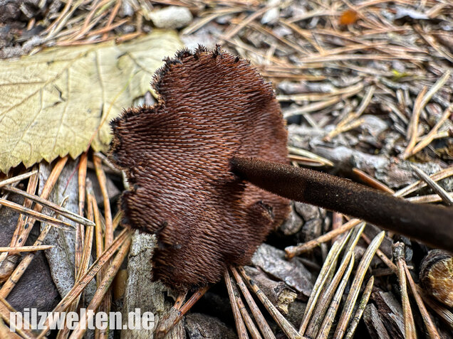 Ohrlöffelstacheling, Auriscalpium vulgare