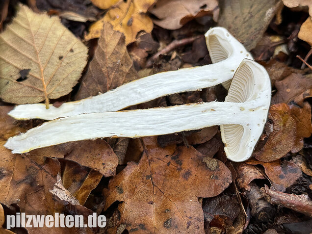 Zweifarbiger Schneckling, Olivbraungestiefelter Schneckling, Hygrophorus persoonii