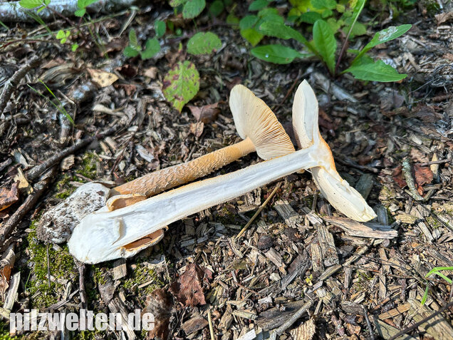 Orangegelber Scheidenstreifling, Amanita crocea