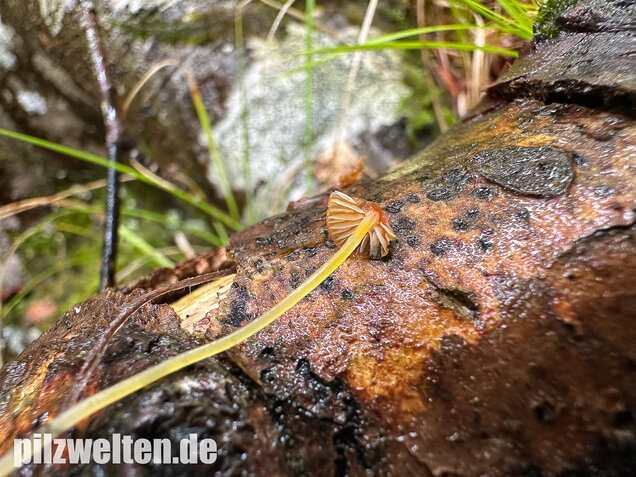 Orangeroter Helmling, Mycena acicula