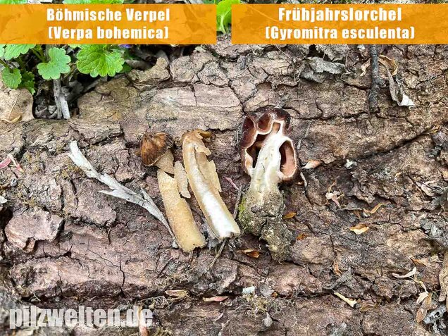 Frühjahrslorchel, Giftlorchel, Gyromitra esculenta