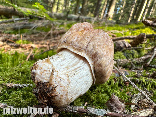 Reifpilz, Cortinarius caperatus