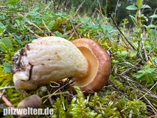 Ringloser Butterpilz, Suillus collinitus