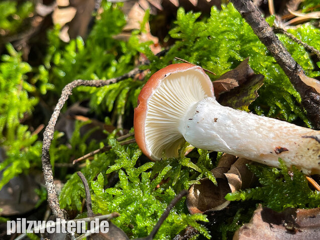 Rosenroter Gelbfuß, Gomphidius roseus