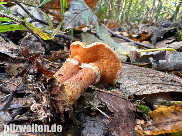 Rostroter Lärchenröhrling, Suillus tridentinus