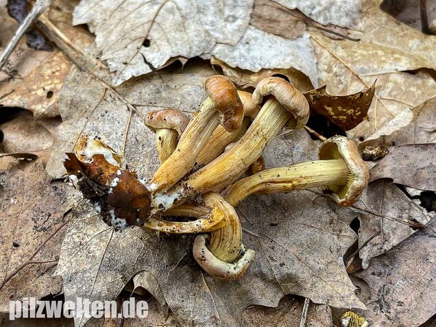 Safranroter Schüppling, Pholiota astragalina