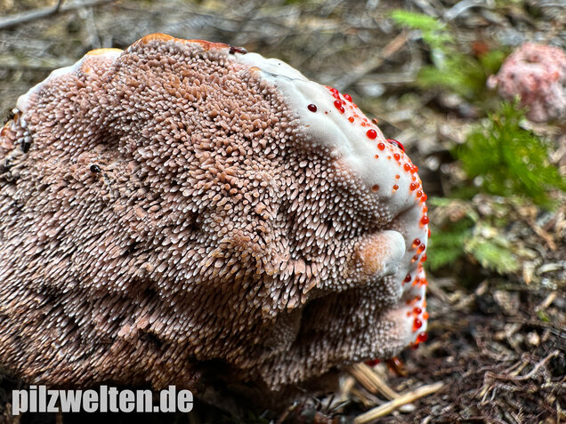 Scharfer Korkstacheling, Blutender Korkstacheling, Hydnellum peckii