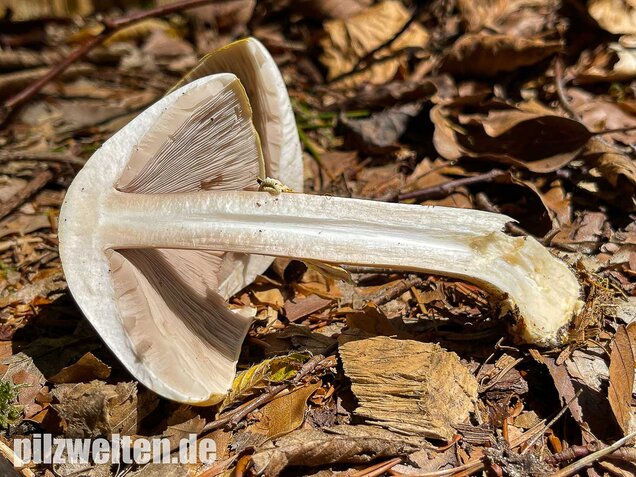 Schiefknolliger Anischampignon, Agaricus essettei