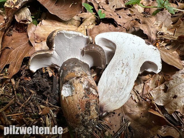 Schwarzweißer Rußporling, Boletopsis leucomelaena