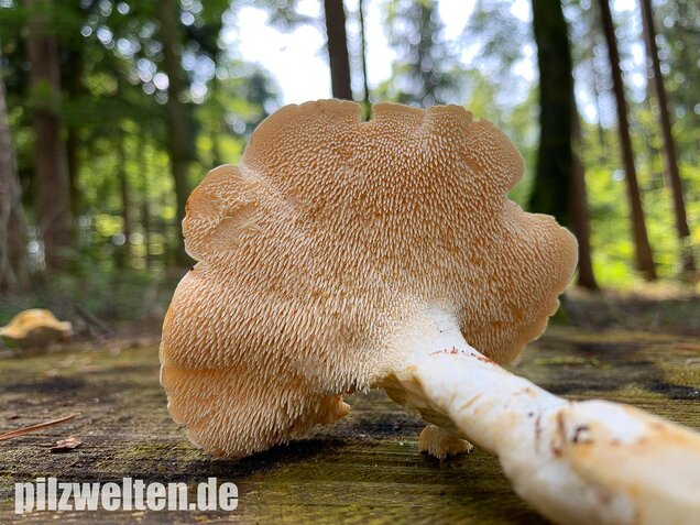 Semmelstoppelpilz, Hydnum repandum