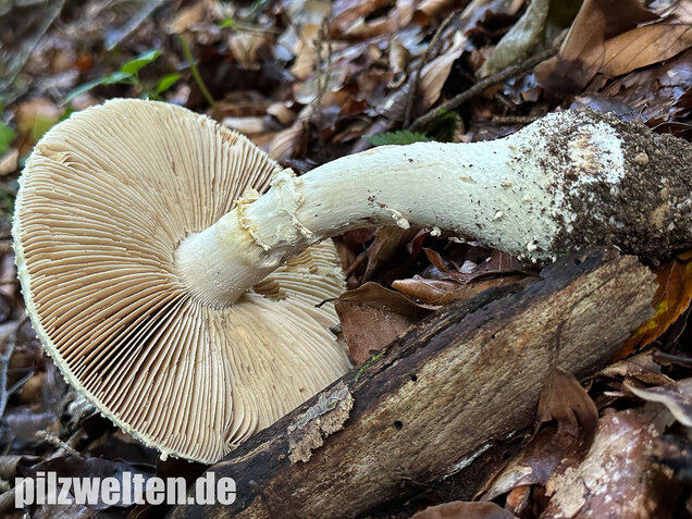 Spitzkegeliger Wulstling, Amanita echinocephala