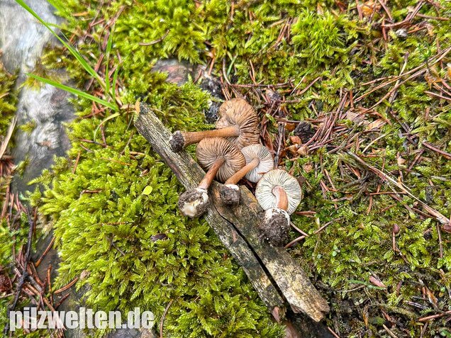 Rübenfüßiger Risspilz, Inocybe napipes