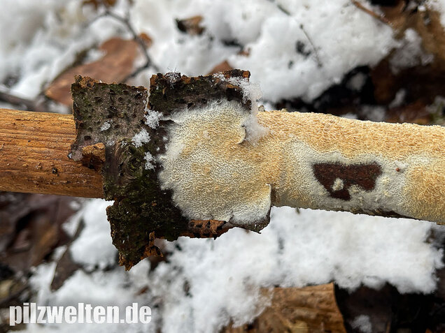 Veränderlicher Spaltporling, Schizopora paradoxa