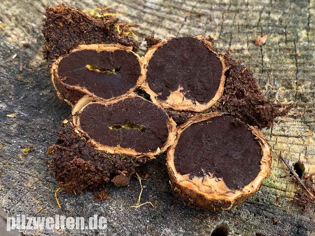 Warzige Hirschtrüffel, Elaphomyces granulatus