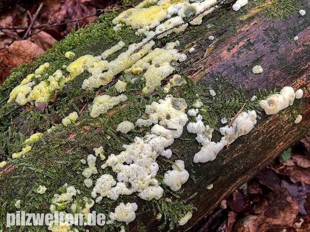 Weißgelbes Netzpolster, Ceratiomyxa porioides