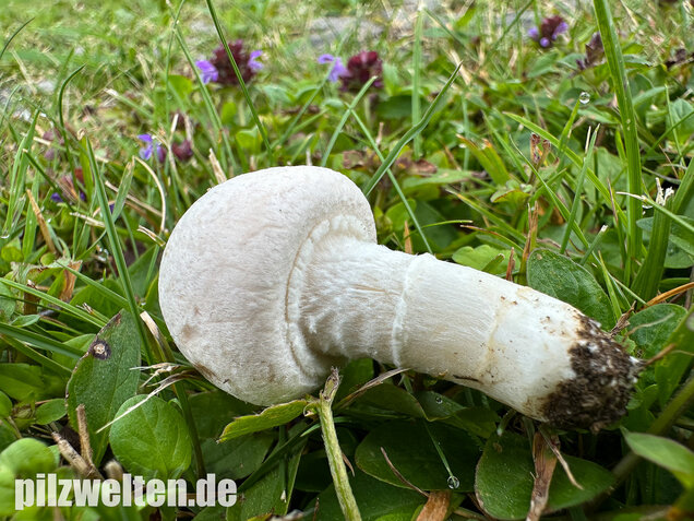 Wiesenchampignon, Wiesenegerling, Erdgürtel, Agaricus campestris