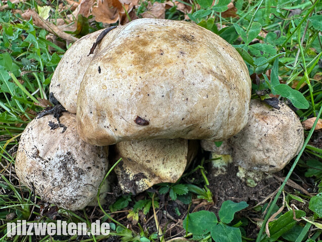 Wurzelnder Bitterröhrling, Caloboletus radicans