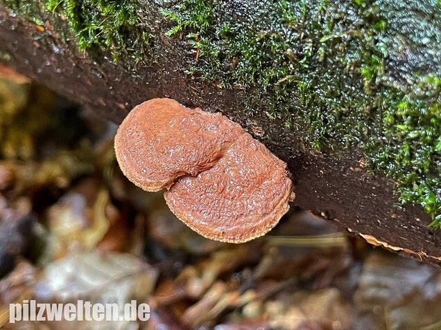 Zimtfarbener Weichporling, Hapalopilus rutilans