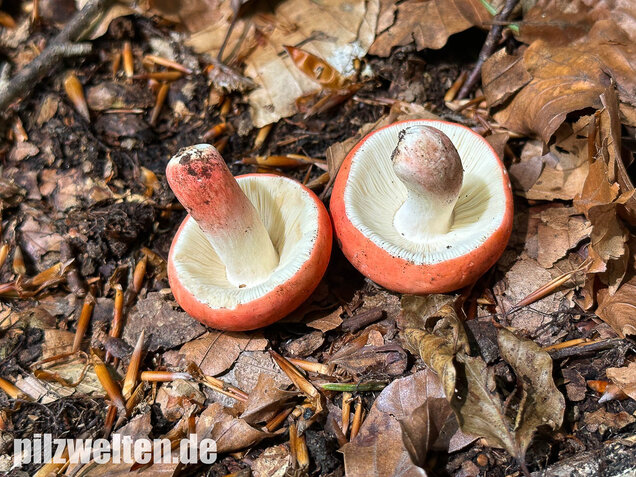 Zinnoberroter Täubling, Harter Zinnobertäubling, Russula rosea