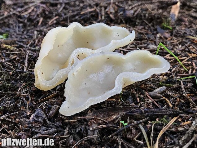 Blasiger Becherling, Peziza vesiculosa