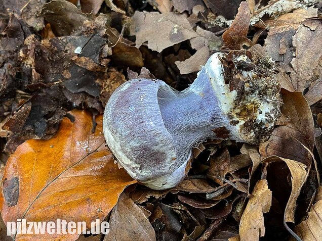 Blauer Klumpfuß, Cortinarius caerulescens