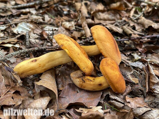 Milchbrätling, Lactifluus volemus