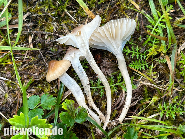 Dunkelscheibiger Ellerling, Hygrocybe virginea var. fuscescens