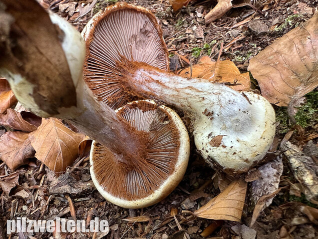 Buchenklumpfuß, Cortinarius anserinus