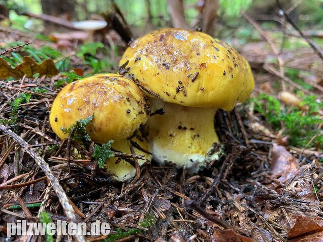 Dottergelber Klumpfuß, Cortinarius meinhardii