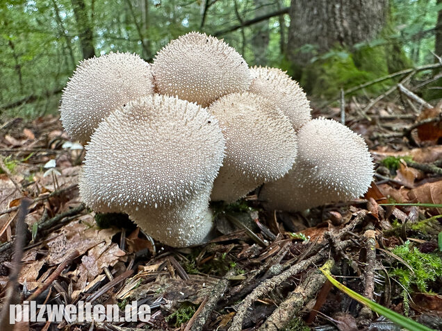 Flaschenstäubling, Flaschenbovist, Lycoperdon perlatum
