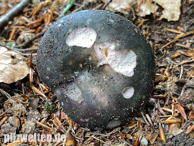 Frauentäubling, Russula cyanoxantha